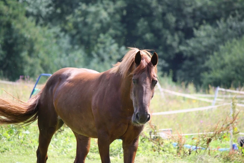 a brown horse standing on top of a lush green field