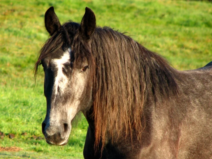 there is a horse standing in the grass looking forward