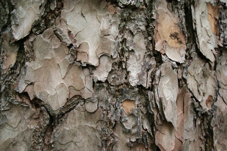 a close up of the bark on the tree
