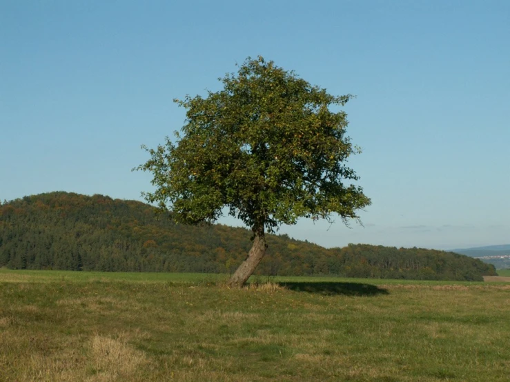 an up - cycled horse under a tree in a grassy field