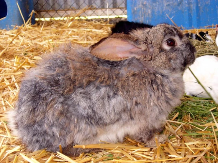 a rabbit sitting in a pile of hay next to a bunny