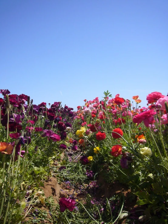 a field full of pink and yellow flowers