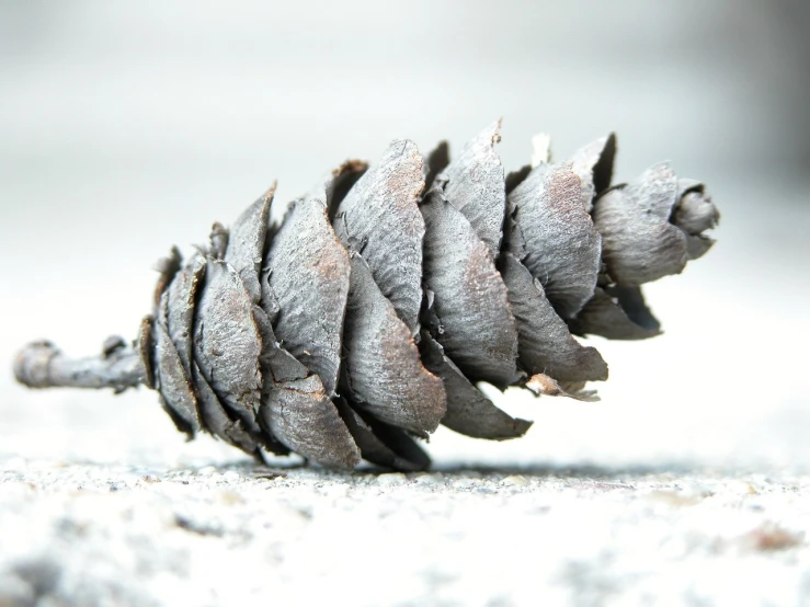 a single brown pine cone sitting on top of a wooden table