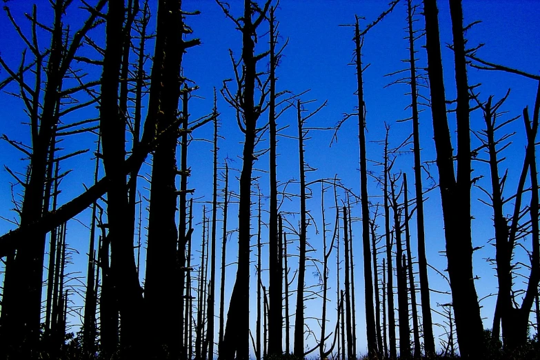 the view in the woods is seen from the trail