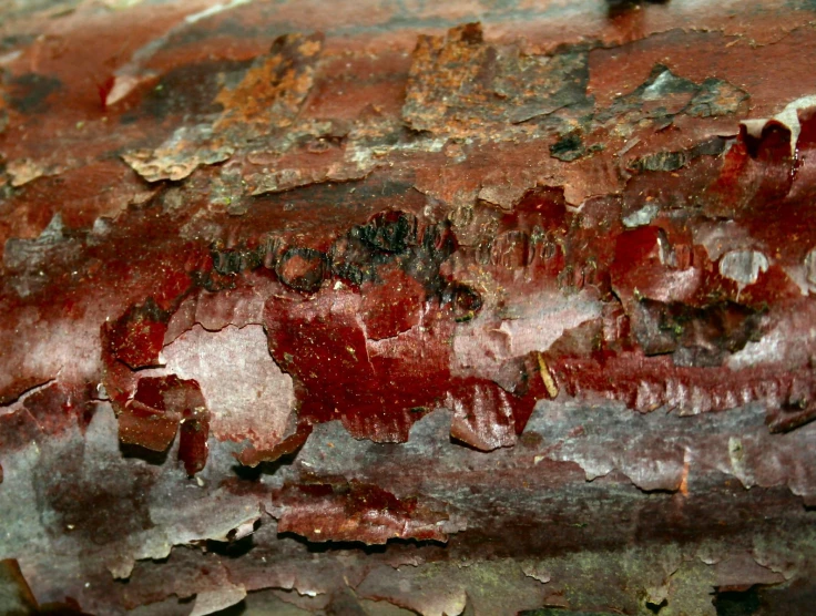 tree bark with red and gray patches