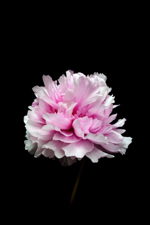 a white and pink flower on black background