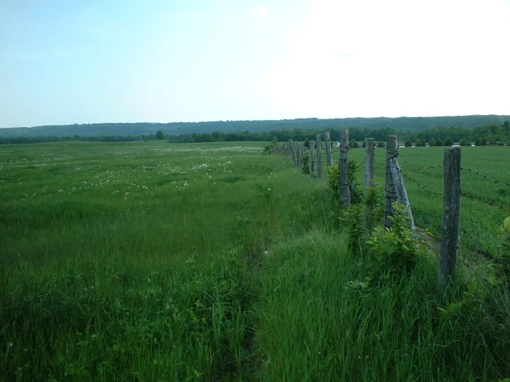 several fence posts and a field of grass
