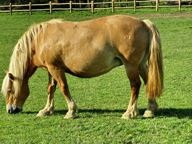 there is a small brown horse that has it's head down and its legs out
