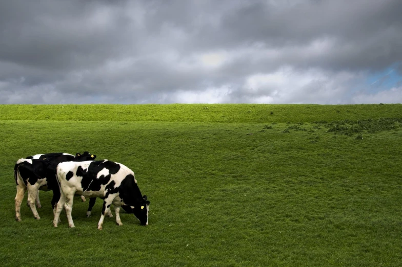 two cows standing next to each other on a field