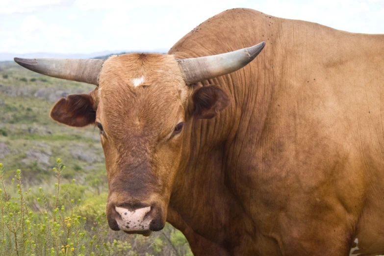 the head and ears of a brown bull in a grassy field