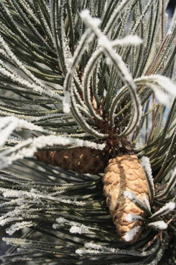 a pine cone covered in frost sits on the nch of a tree