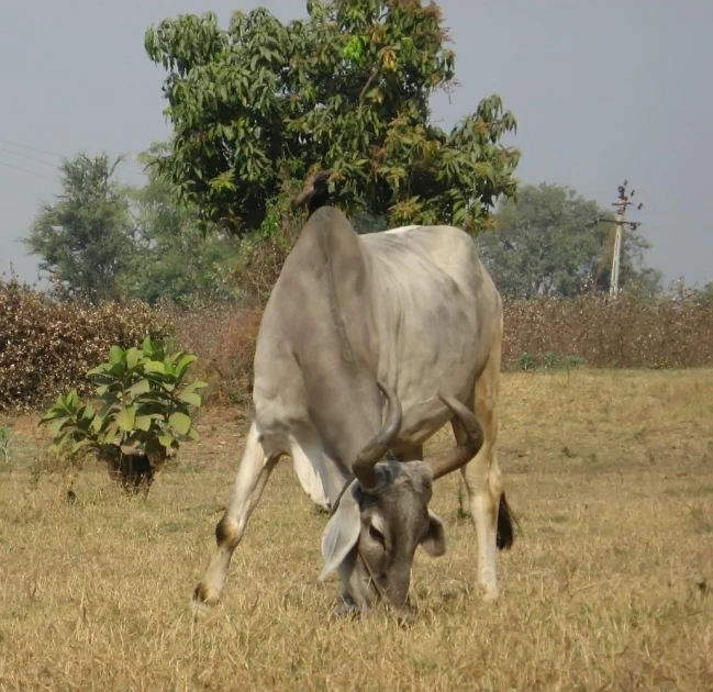 the cow is eating grass out in the open field