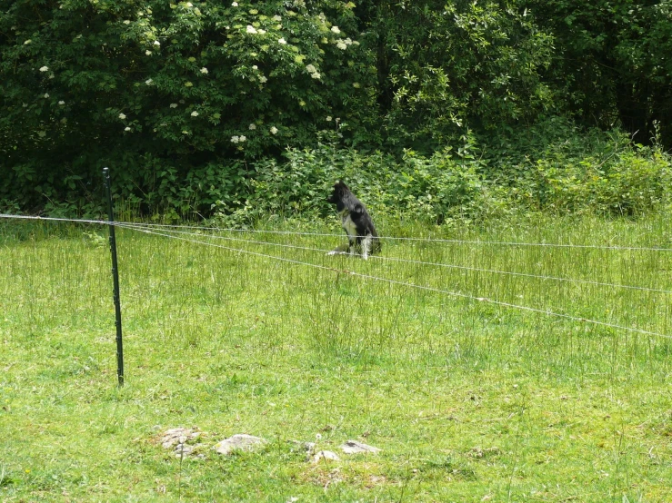 two animals are standing behind the fence together