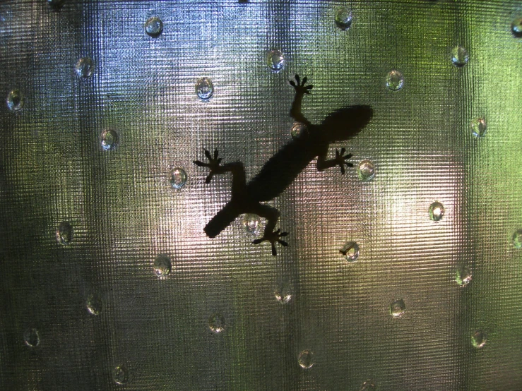 a lizard on a mesh surface looking out