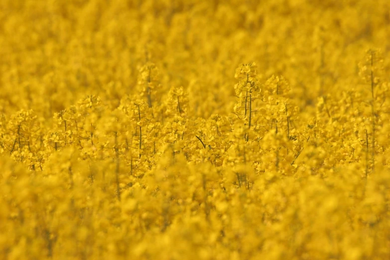 many tall yellow weeds with green stems in the background