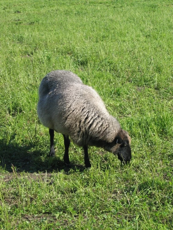 an animal that is on some grass in the daytime