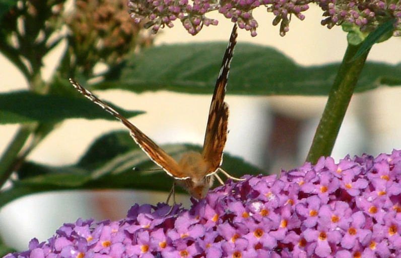 a small brown and white erfly standing on some purple flowers