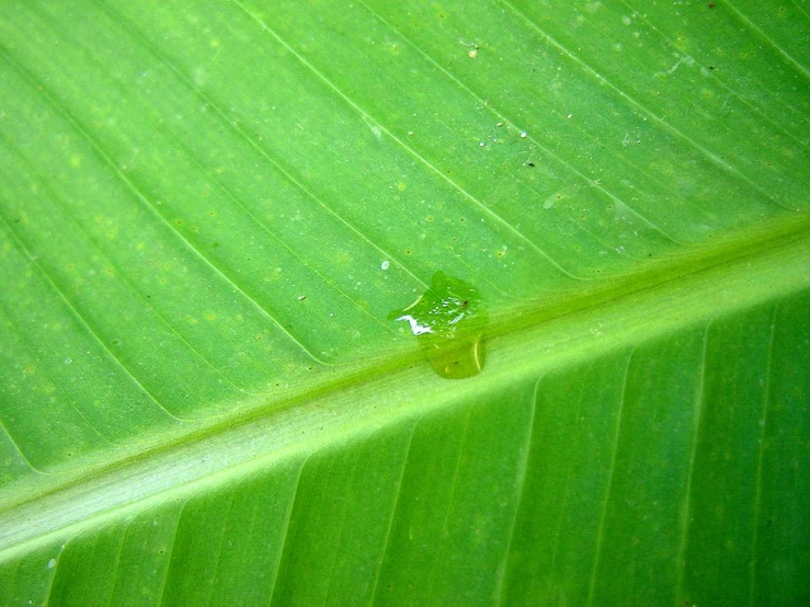 a leaf with drops of water on the top