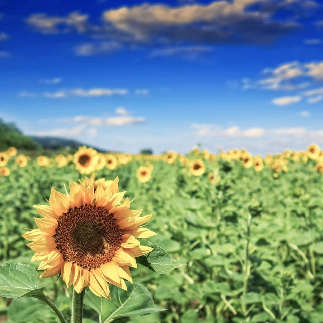 sunflower standing in the middle of a field