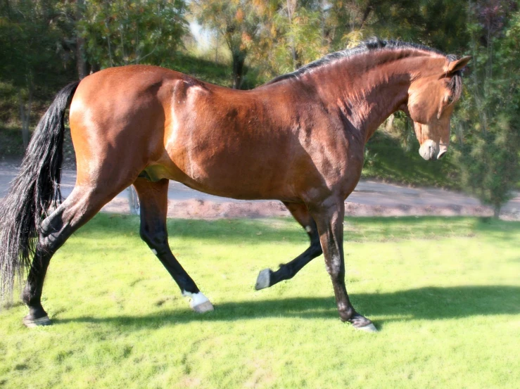 a horse is trotting through the grass near trees