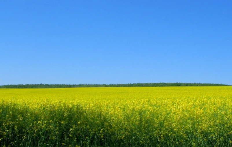 an open field with yellow flowers and trees on top