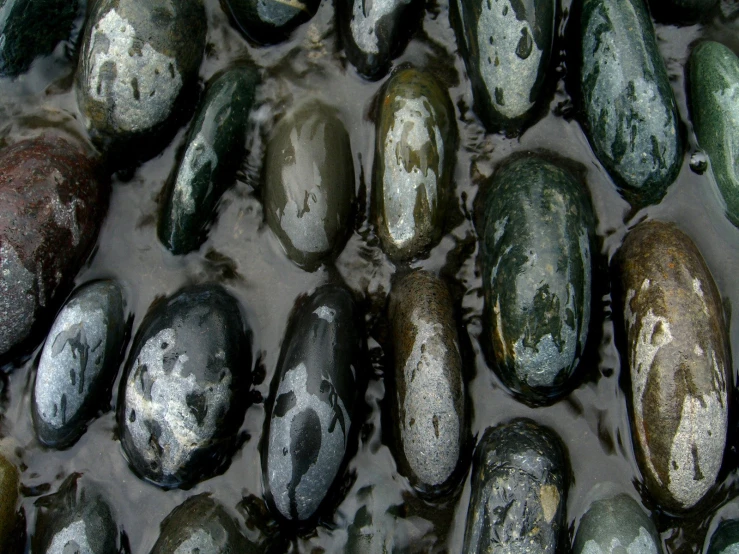 several rocks in the water are mostly covered in different colored algae