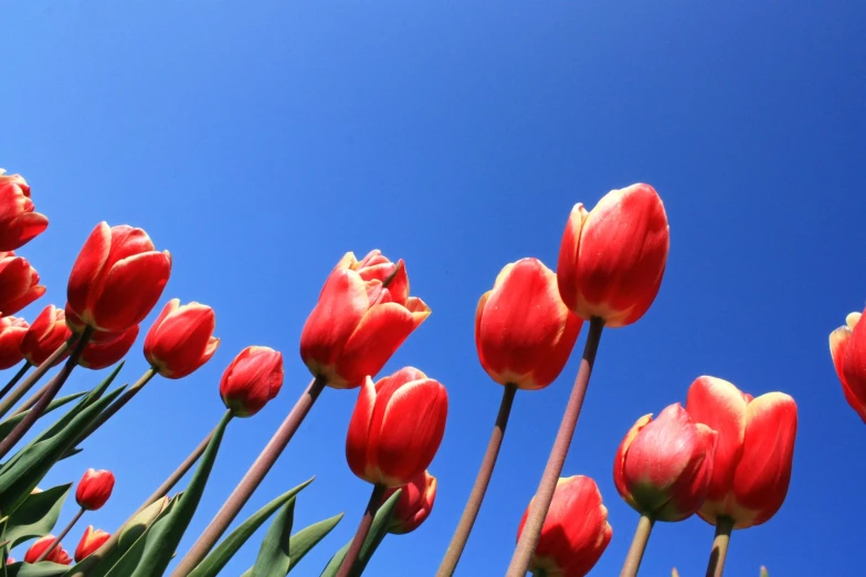 the bottom half of a bunch of red tulips