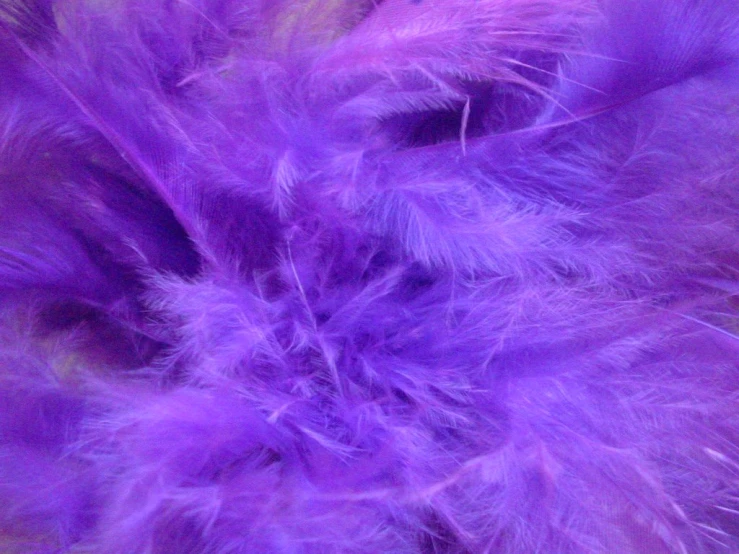 the fur on a cat is very bright purple