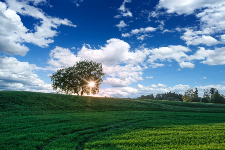 a tree sitting on top of a green grass covered field
