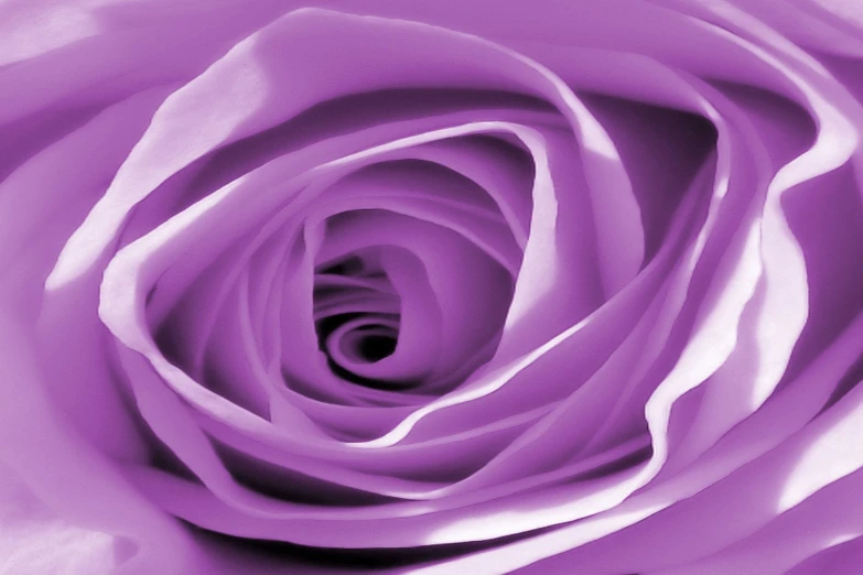 closeup view of the center of a lavender colored rose