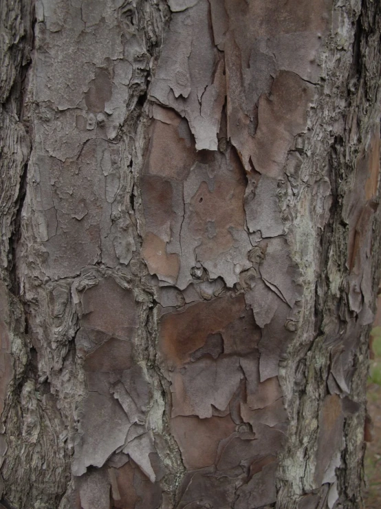the bark on the trunk of a tree looks like it has been bitten