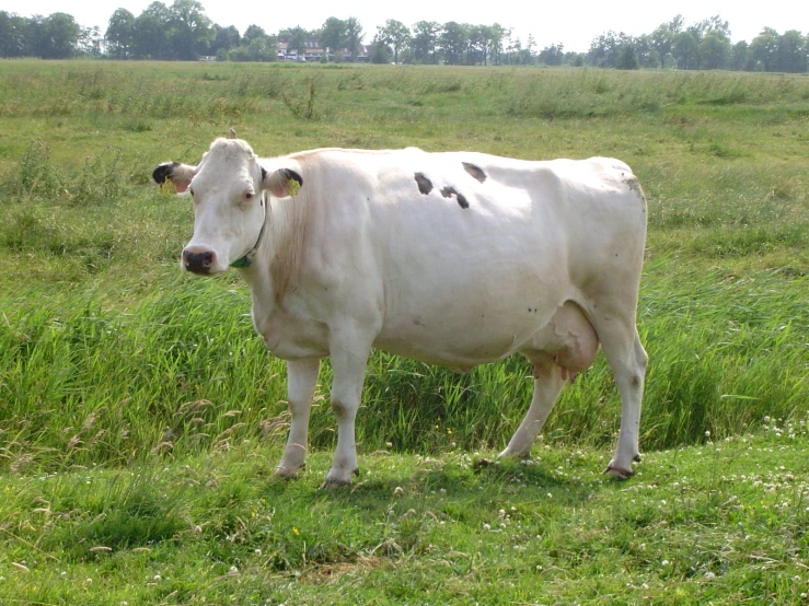 the cow is standing in a grassy field