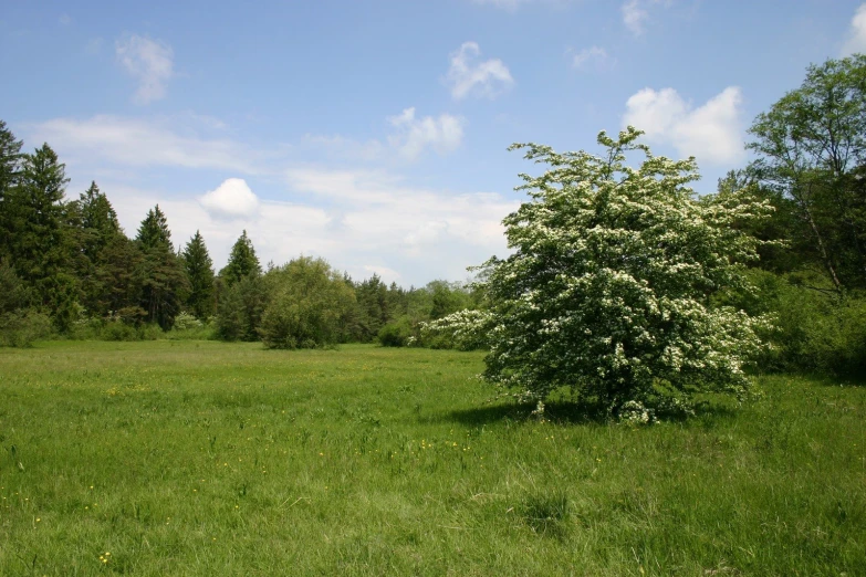 a lone tree on a grassy patch of land