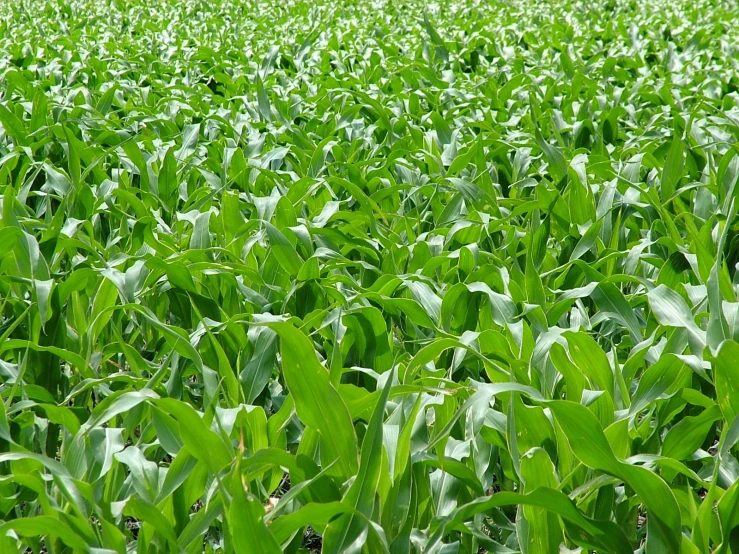 a big field that has some very tall plants in it