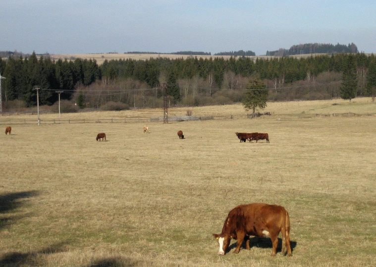 a group of cows that are grazing in the grass