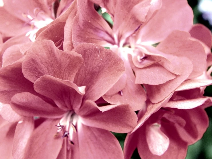 a bunch of pink flowers sitting on top of each other