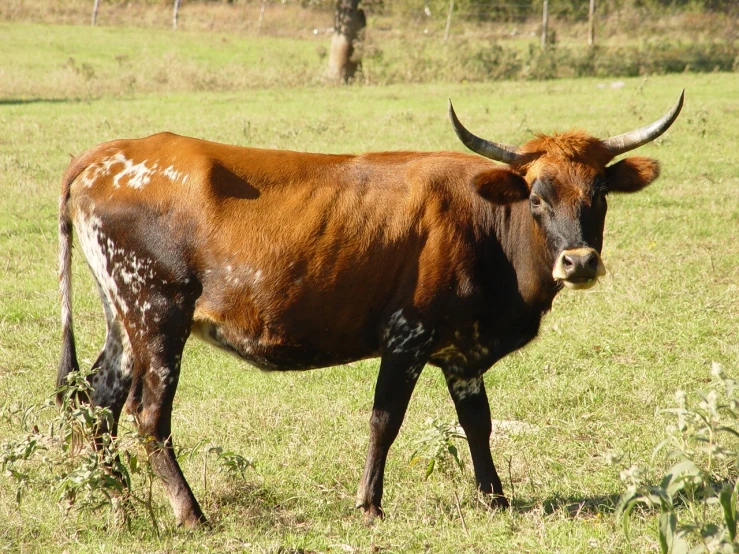 a cow standing in a grassy field next to a small hill