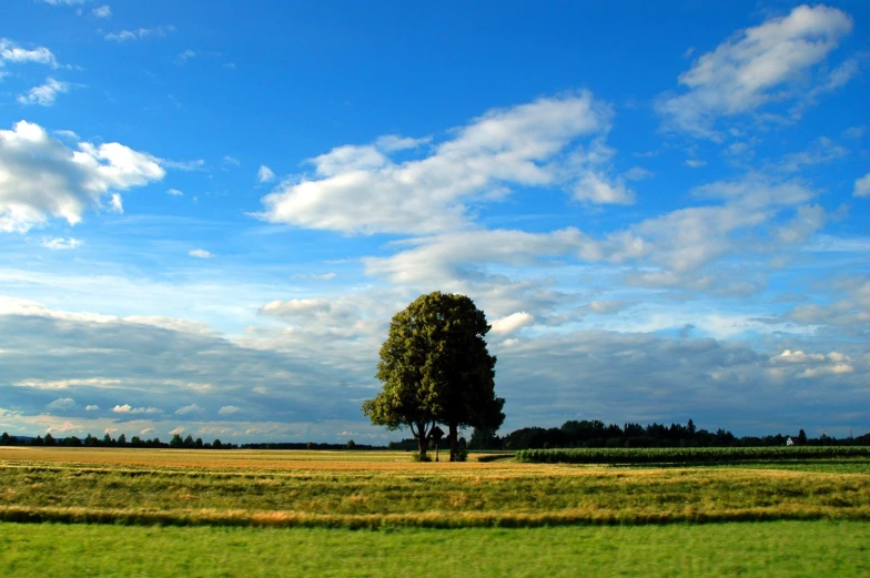 a tree in an open field with clouds in the background