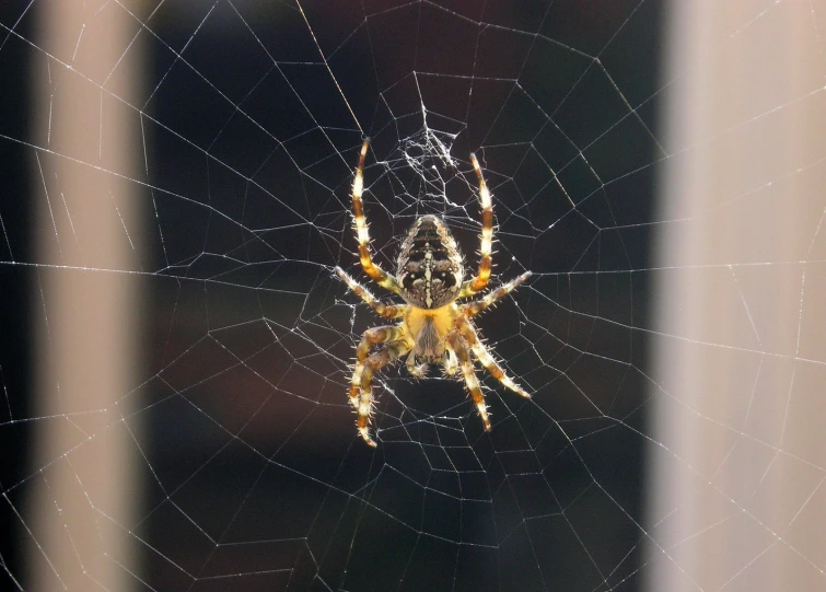 closeup of spider in its web of clothing with other insects