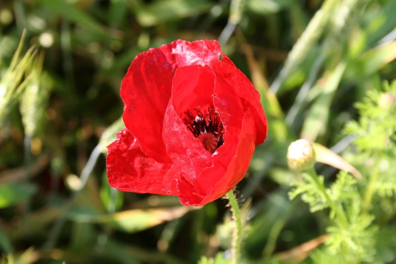 close up of a red flower blooming in the forest