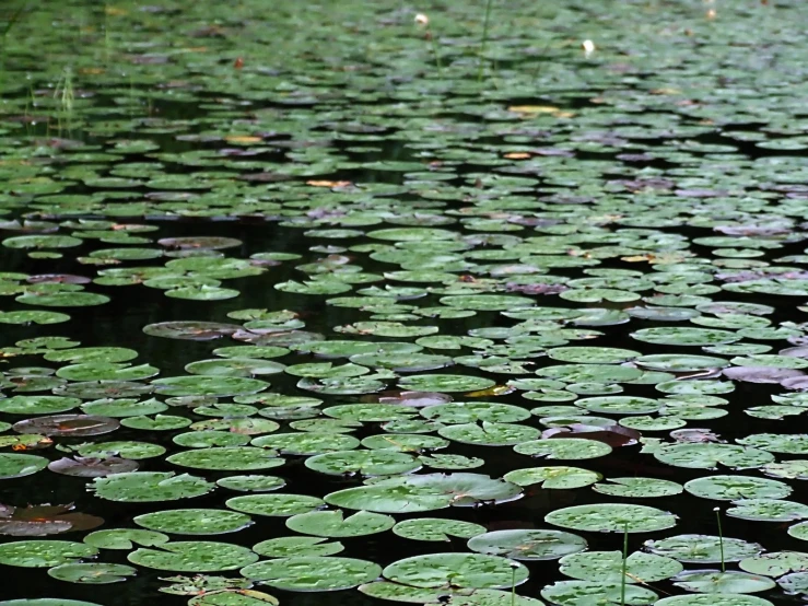 a lot of green plants on top of a pond