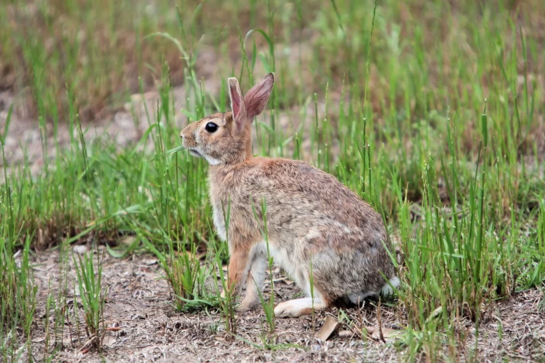 a big rabbit that is in the grass