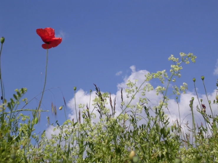 a red poppy growing in the middle of a lush green field