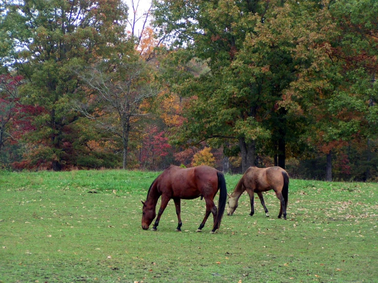 two horses are grazing on the grass in the woods