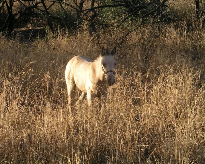 the horse is in tall grass near trees