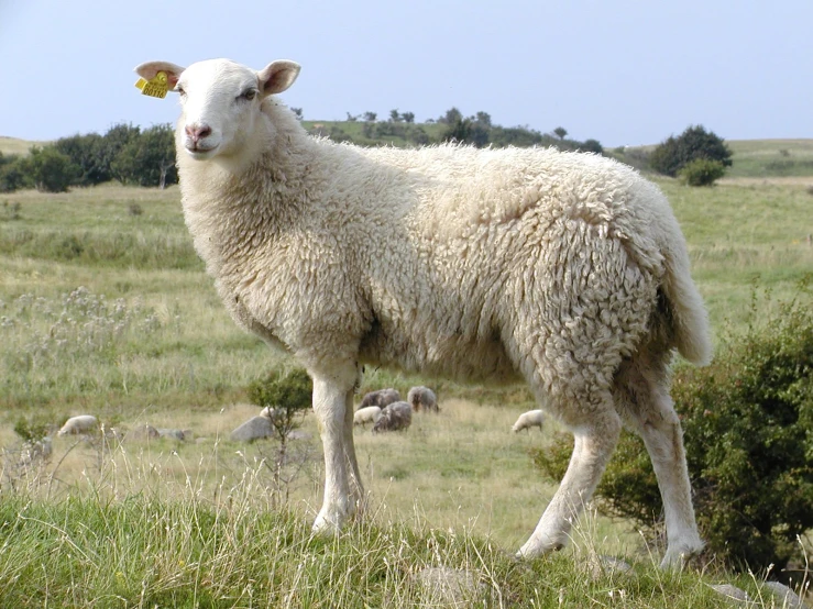 a sheep looking to its left on a grassy hillside