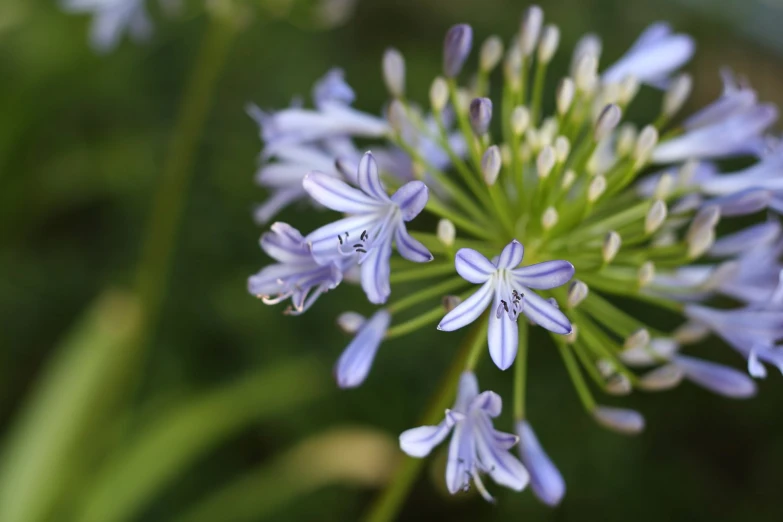 several small blue flowers with leaves are on the stalk