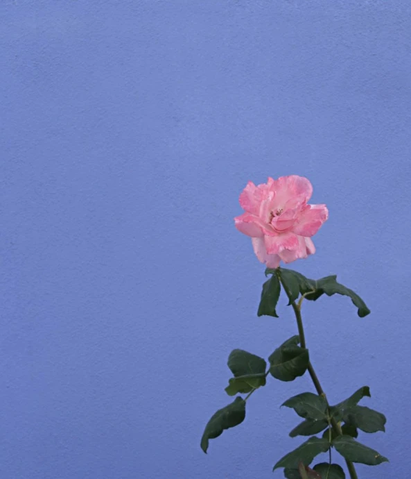 pink rose with dark green leaves in front of blue wall