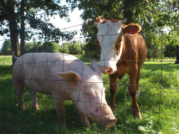 the calf looks at the pig in front of the fence