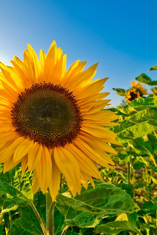 a big sunflower sitting alone in a field